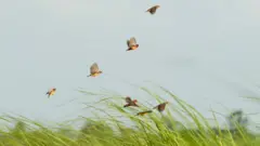 အလင်္ကာပုလဲပန်း