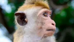 माकडं 