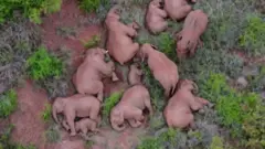 Chinese elephants