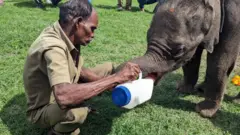 சிறுமுகையில் தாயைப் பிரிந்த குட்டி யானையை பிற மந்தைகள் சேர்த்துக் கொள்ளாமல் விரட்டுவது ஏன்?
