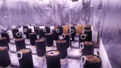 ફ્લૅટમાં ગાંજાની ખેતી