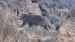 کوهنورد به خرس سبلان و و توله‌هایش: «دور سرت بگردم»