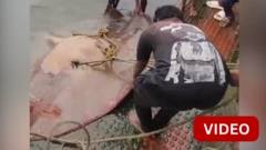 புதுச்சேரியில் மீனவர்கள் வலையில் சிக்கிய ராட்சத திருக்கை மீன்