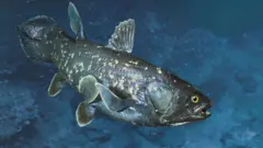 చేపల నుంచి మానవుల పుట్టుక 