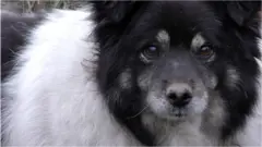 собака