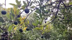 ኬንያ ኣቮካዶ