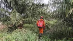 Sekya ya mafuta ya mawese ni chanzo kikuu cha ajira DR Congo