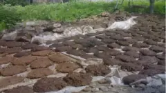 Таппи