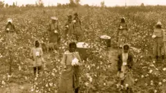 Foto em preto e branco mostra negros trabalhando em uma plantação de algodão no início do século 20