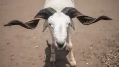 Ram
