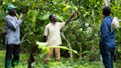 Three men dey cocoa farm
