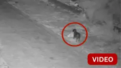 குப்பை கொட்டிய நாய்