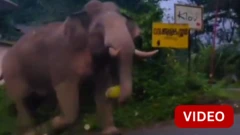 கேரளாவில் குடியிருப்பு பகுதியில் பலாப்பழத்துடன் வலம் வந்த யானை