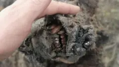 A preserved bear found in Siberia