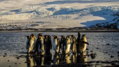 Pingvini, trampove carine