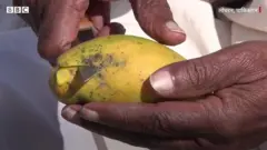 सर्दियों में आम