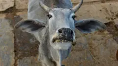 गाय