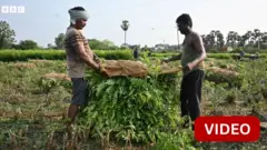 கறிவேப்பிலை