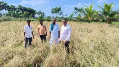 தரிசு நிலத்தில் விளைந்த நெல்
