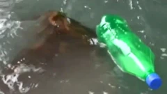 Single Use Plastic