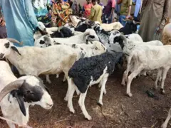 Aworan lati ọja ẹran