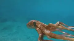 ஆக்டோபஸ்