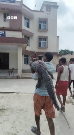 முதலையை தோளில் சுமந்து சென்ற விவசாயி  