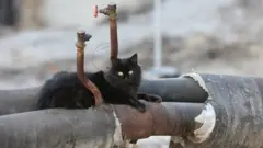 тепло