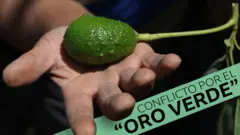 Palta o aguacate