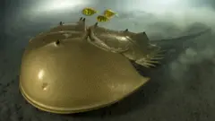 Horseshoe crab
