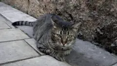 Kotorske mačke