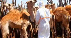 Kwegera ingamiya ngo uzifate ibipimo bisaba kwigengesera