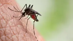 Mosquito Aedes aegypti