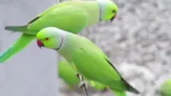 पोपट