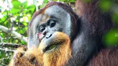 వైద్య మూలికలను నమిలి గాయానికి రాసుకున్న రకుస్