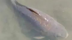 Ikan keberuntungan