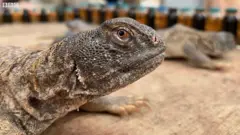 lizard