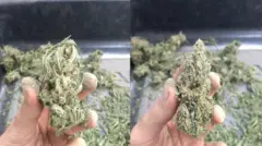 Antes e depois do processo de trimar a maconha