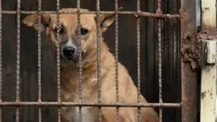 A stray dog in India