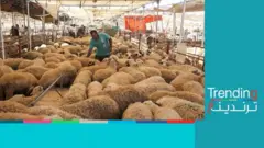 نشر فيديوهات هروب أضاحي العيد يثير جدلاً ورفض واسع للسخرية منها