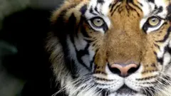 Tiger thumb