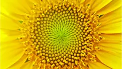 Girasol