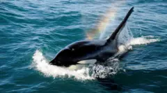 Косатка выдувает воду, создавая эффект радуги. Косатка - самый крупный дельфин на Земле, эту сфотографировали недалеко от Кайкоуры, на восточном побережье Южного острова Новой Зеландии