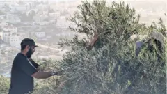 فلسطينيون يقطفون الزيتون