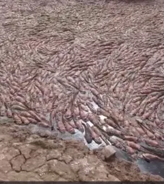 FishDeath