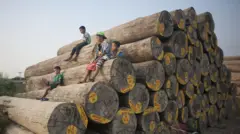 ရန်ကုန်မြို့ရဲ့ ငါးဆနီးပါးပမာဏ သစ်တောပြုန်းတီးနေတာ ဖြစ်ပါတယ်။