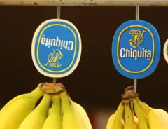ABD’de bir mahkeme dünyaca ünlü Chiquita muz şirketini Kolombiya Birleşik Öz Savunma Kuvvetleri (AUC) adlı paramiliter gruba finansal destek sağlamaktan suçlu buldu.