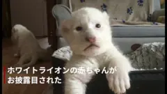 ホワイトライオンの赤ちゃん