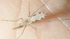 অ্যানোফিলিস মশা