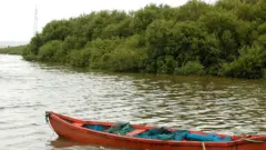 मॅनग्रोव्हज्